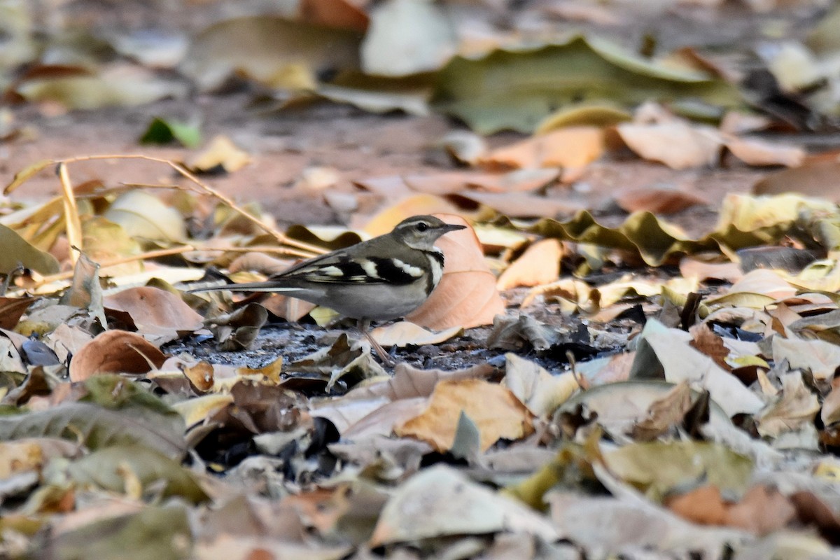 Forest Wagtail - ML616904369