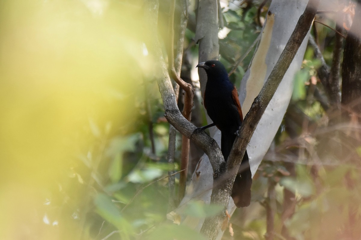 Greater Coucal - ML616904394