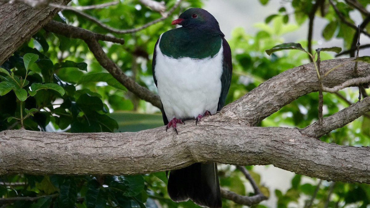 New Zealand Pigeon - Jan Ekkers