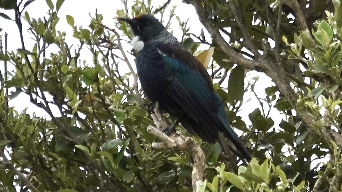 Mielero Tui - ML616904407