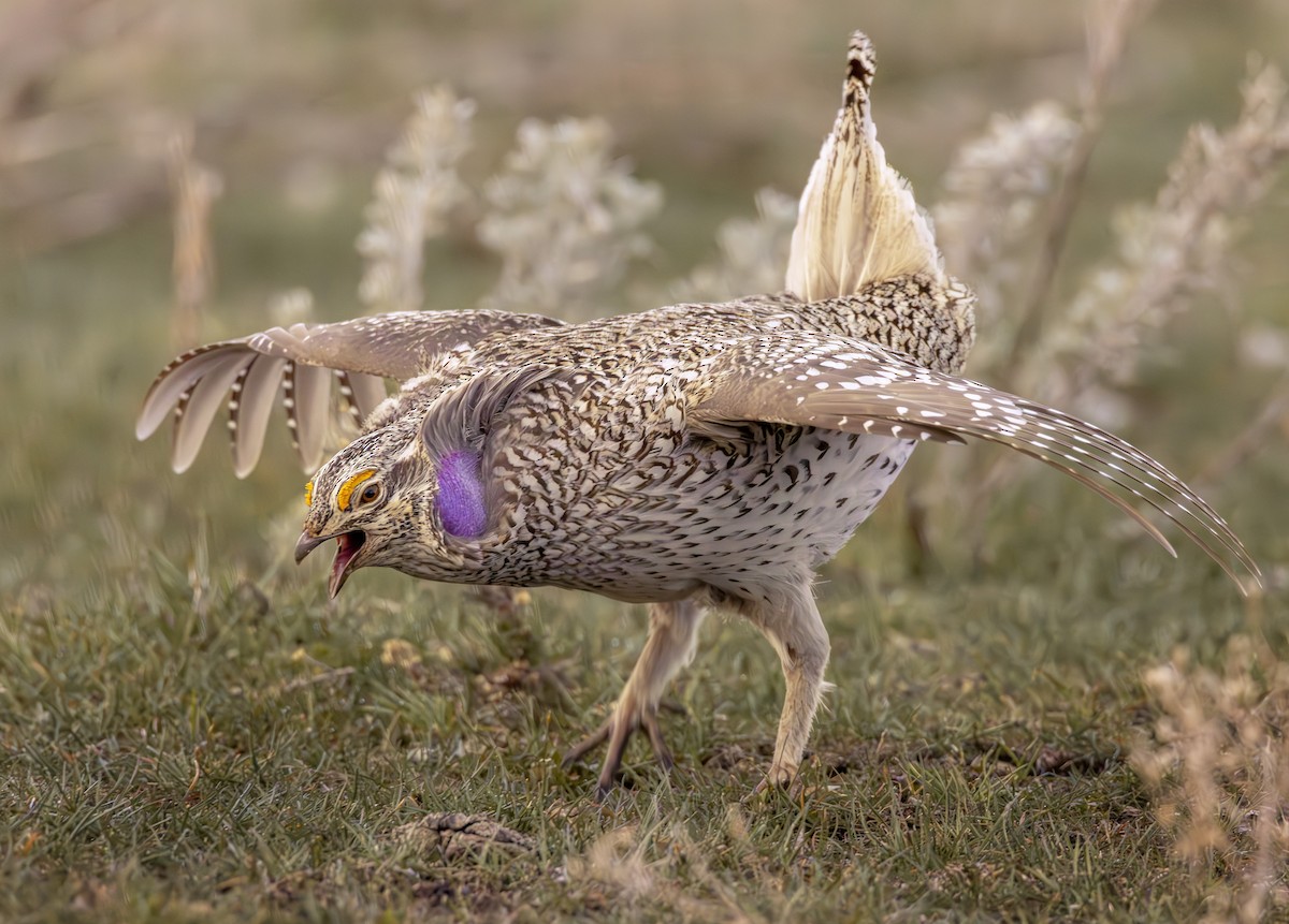 Sharp-tailed Grouse - ML616904408