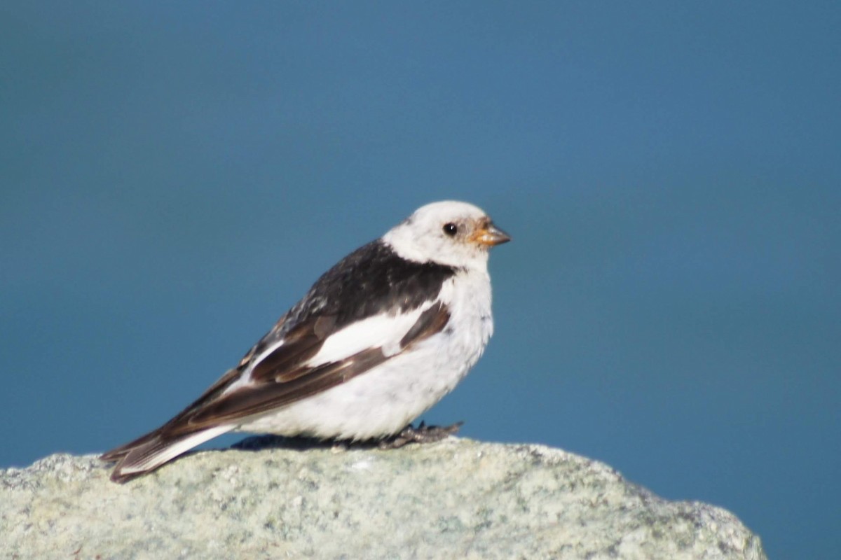 Snow Bunting - Johan Feenstra