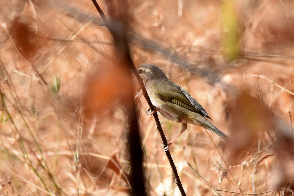 Radde's Warbler - ML616904440