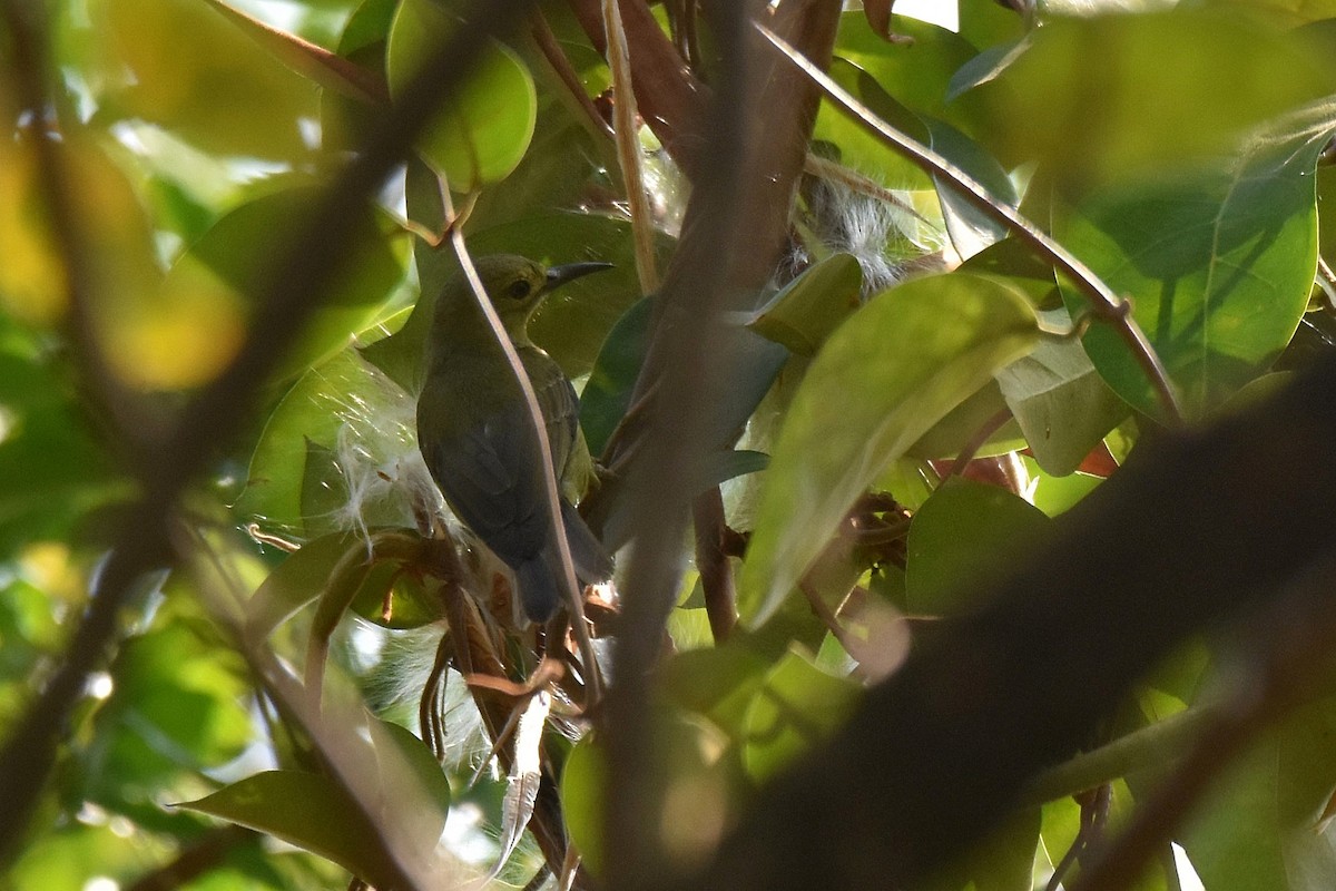 Brown-throated Sunbird - ML616904457