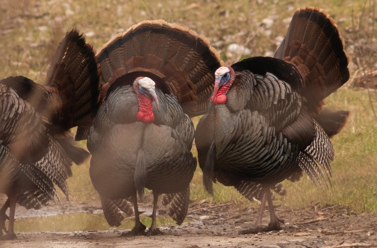 Guajolote Gallipavo - ML616904499