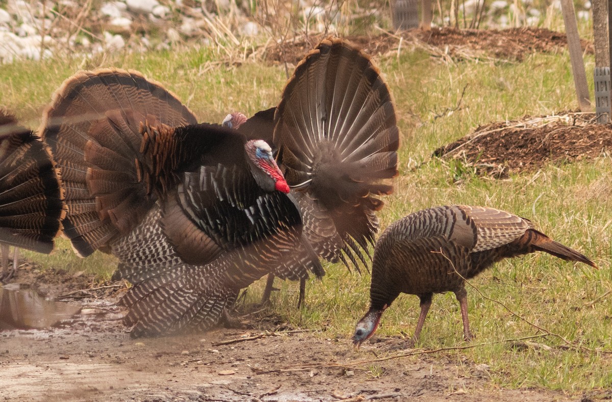 Wild Turkey - ML616904501