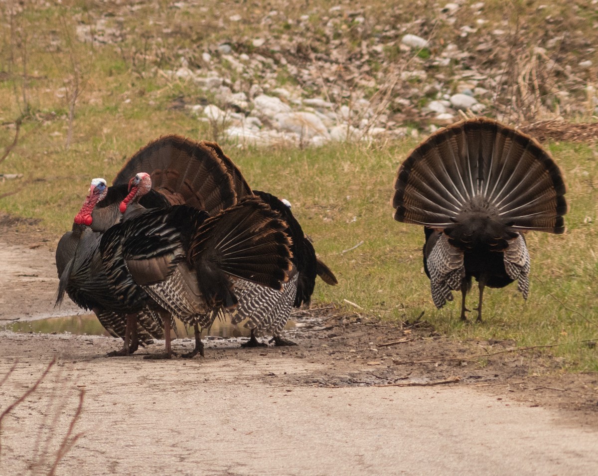 Guajolote Gallipavo - ML616904502