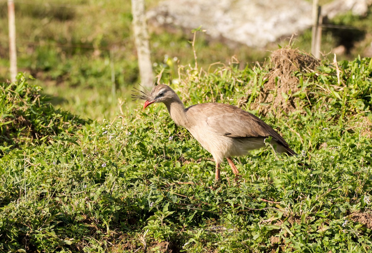 Red-legged Seriema - ML616904541