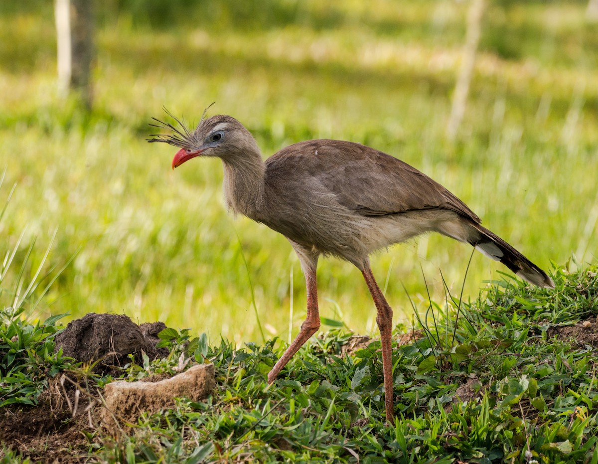 Red-legged Seriema - ML616904543