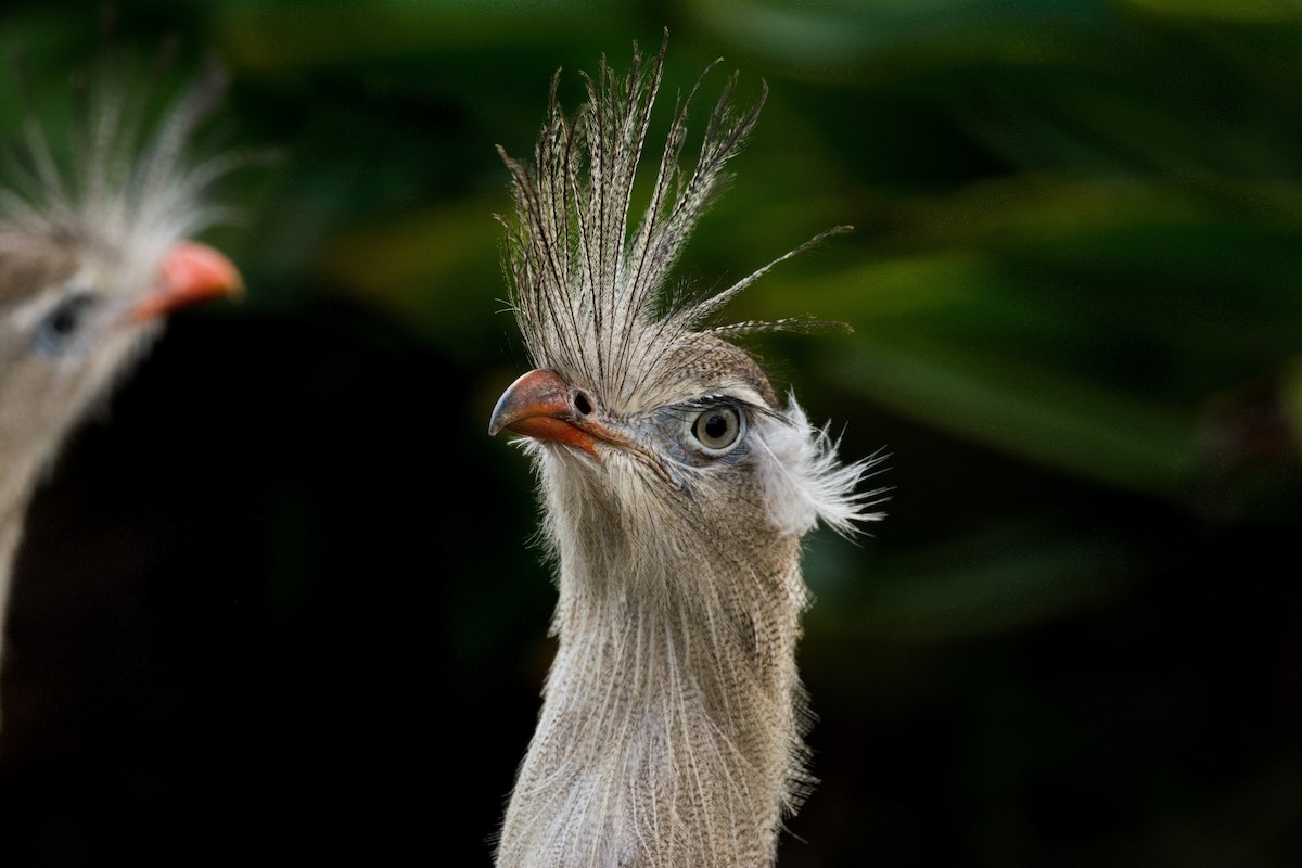 Red-legged Seriema - ML616904544