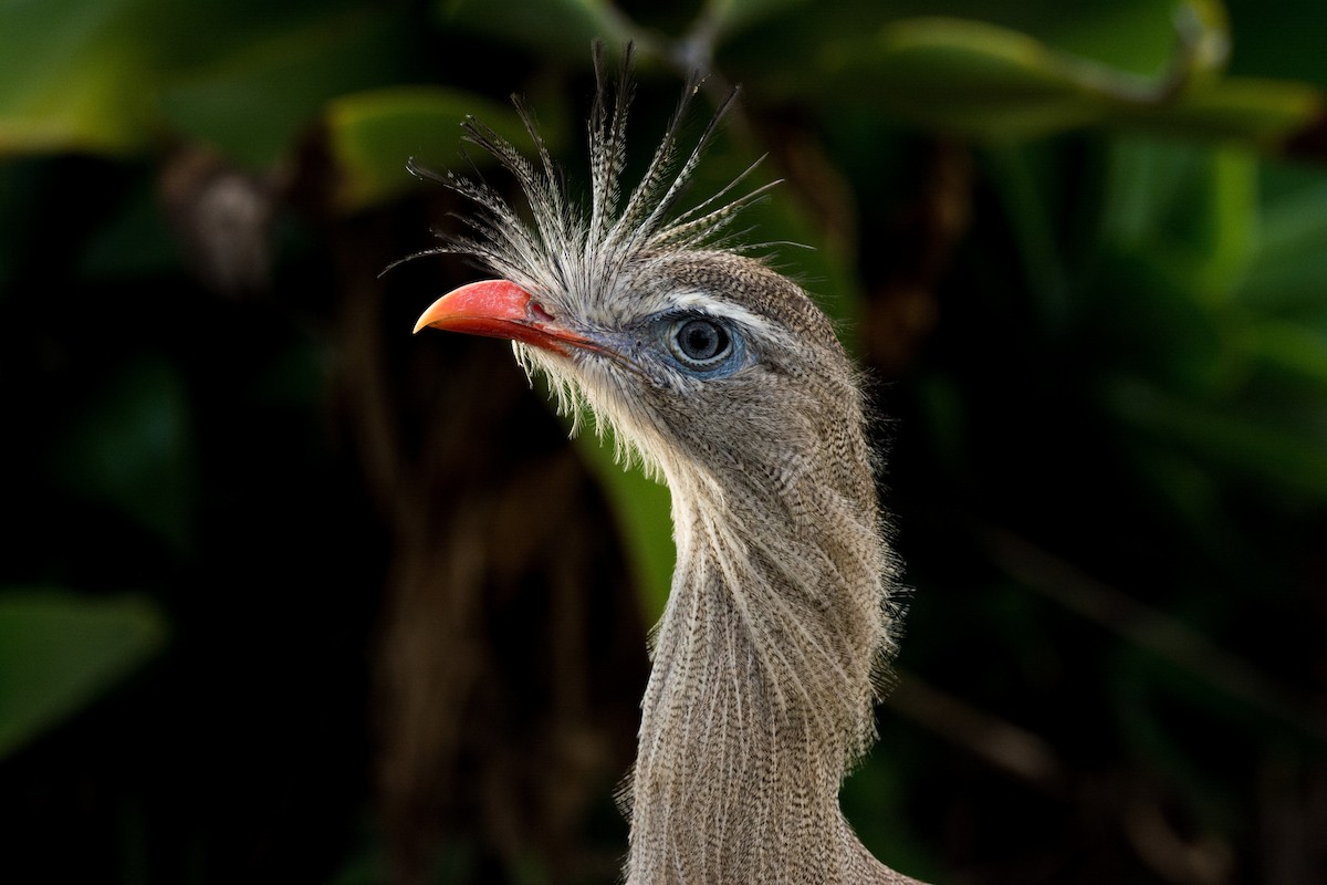 Red-legged Seriema - ML616904545