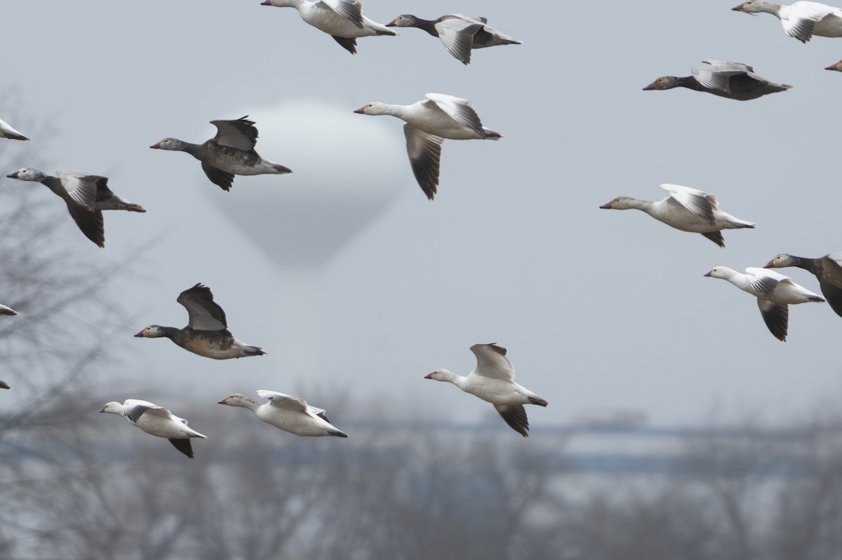 Snow x Ross's Goose (hybrid) - Stephen Hurst