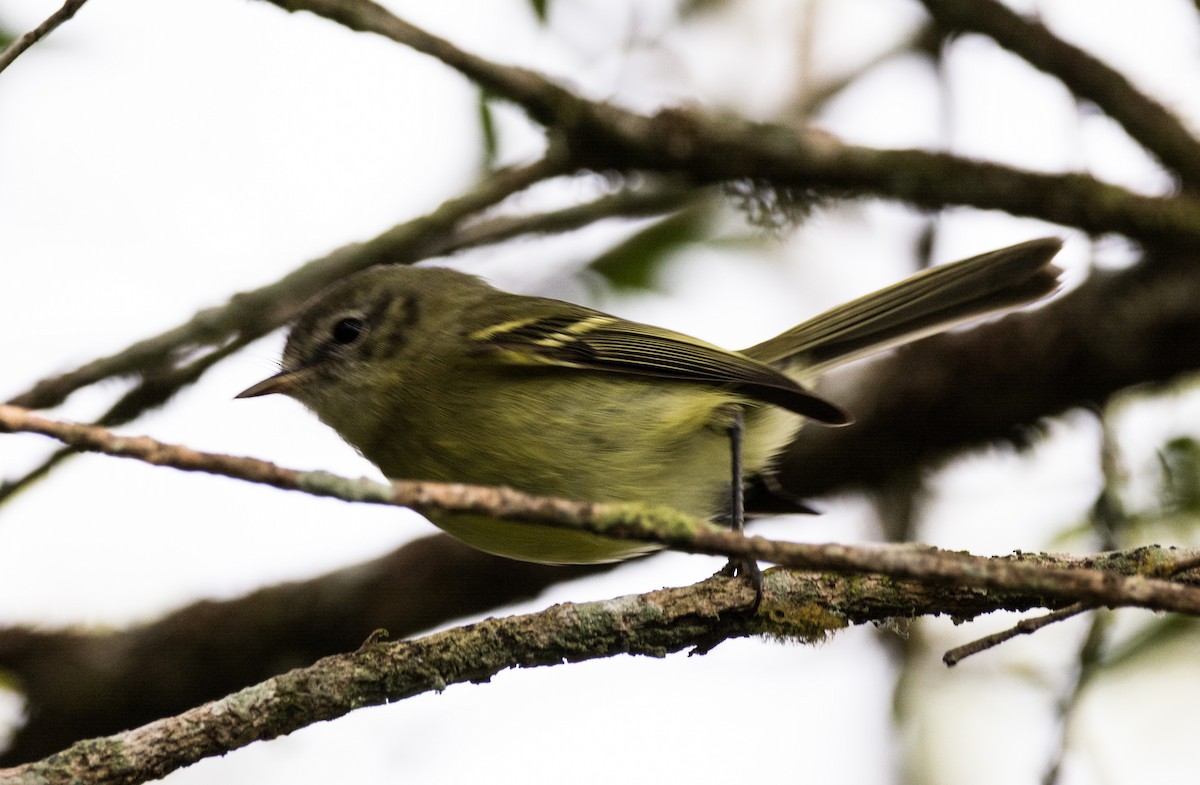 Mottle-cheeked Tyrannulet - ML616904564