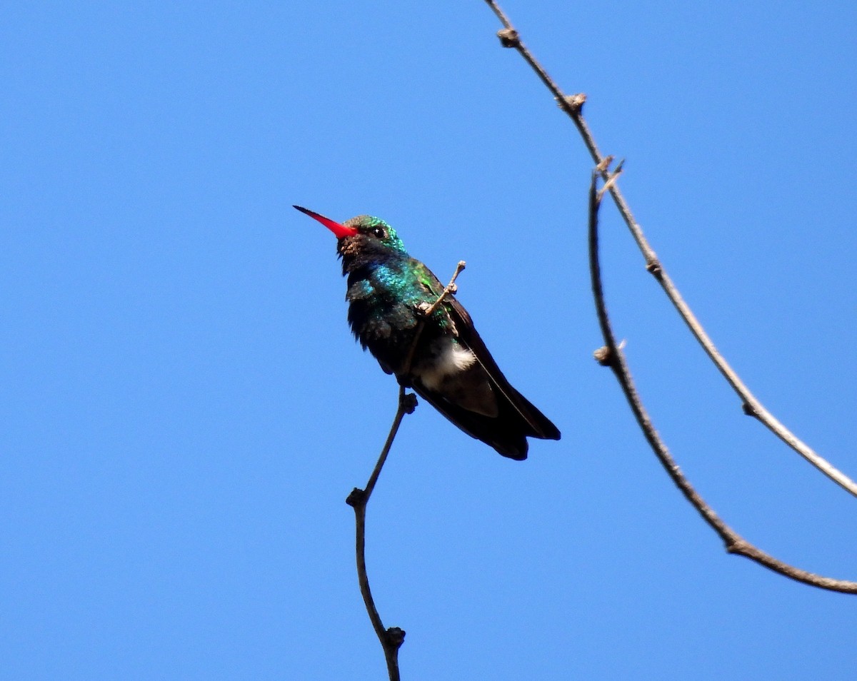Broad-billed Hummingbird - Duane Morse
