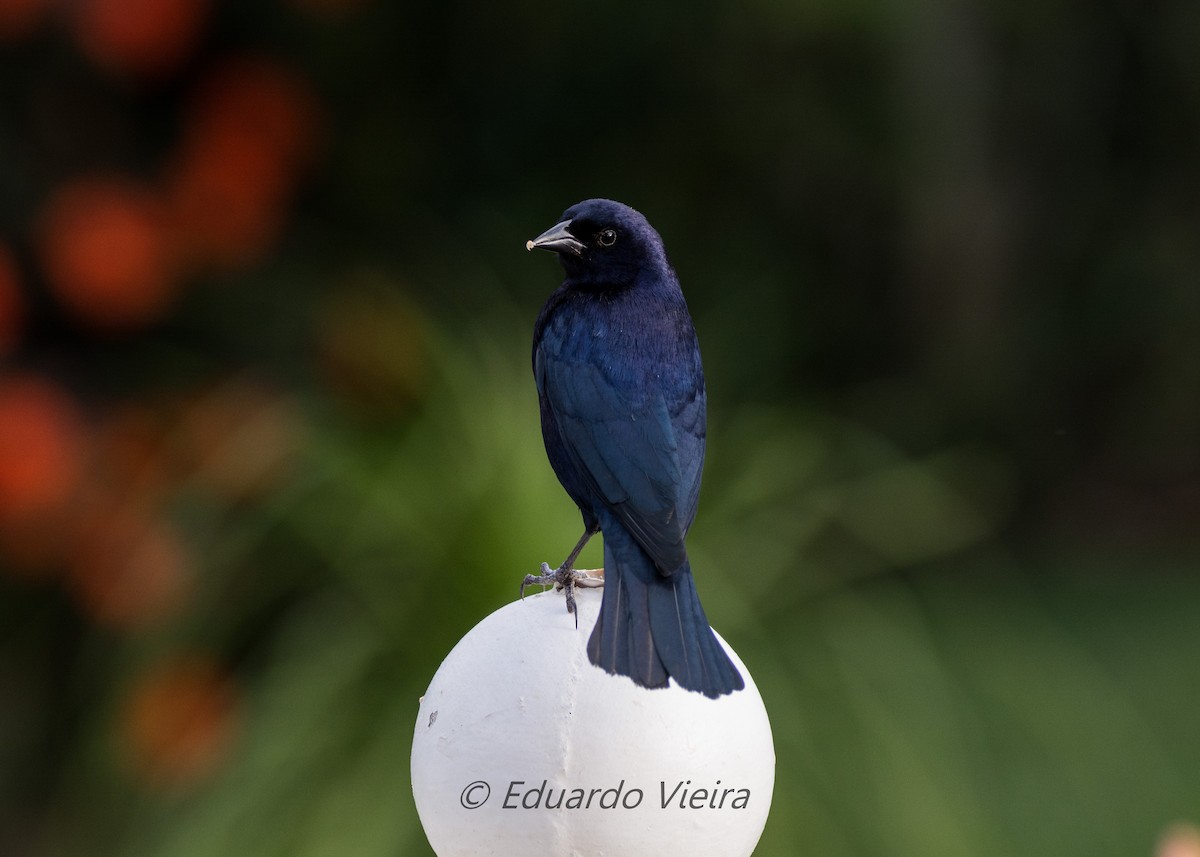 Shiny Cowbird - ML616904576