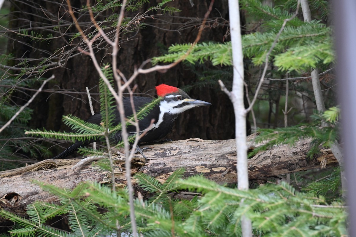 Pileated Woodpecker - ML616904591