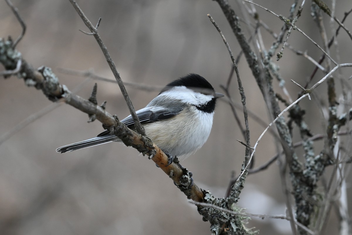 Black-capped Chickadee - ML616904601