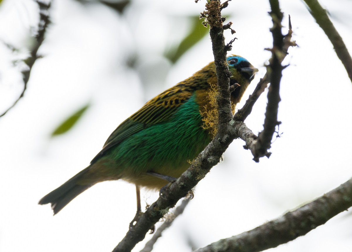 Brassy-breasted Tanager - ML616904603