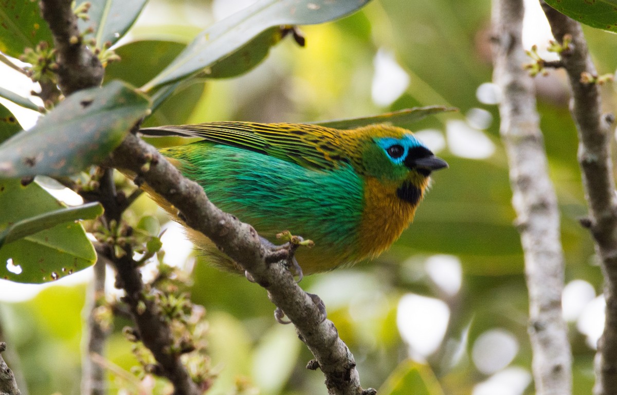 Brassy-breasted Tanager - ML616904604