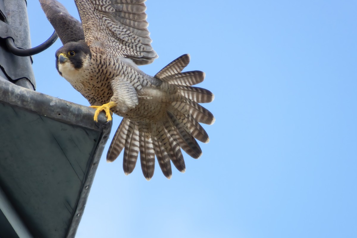 Peregrine Falcon - ML616904605