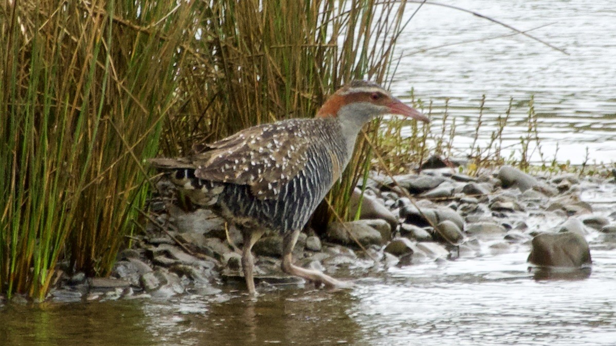 Buff-banded Rail - ML616904606