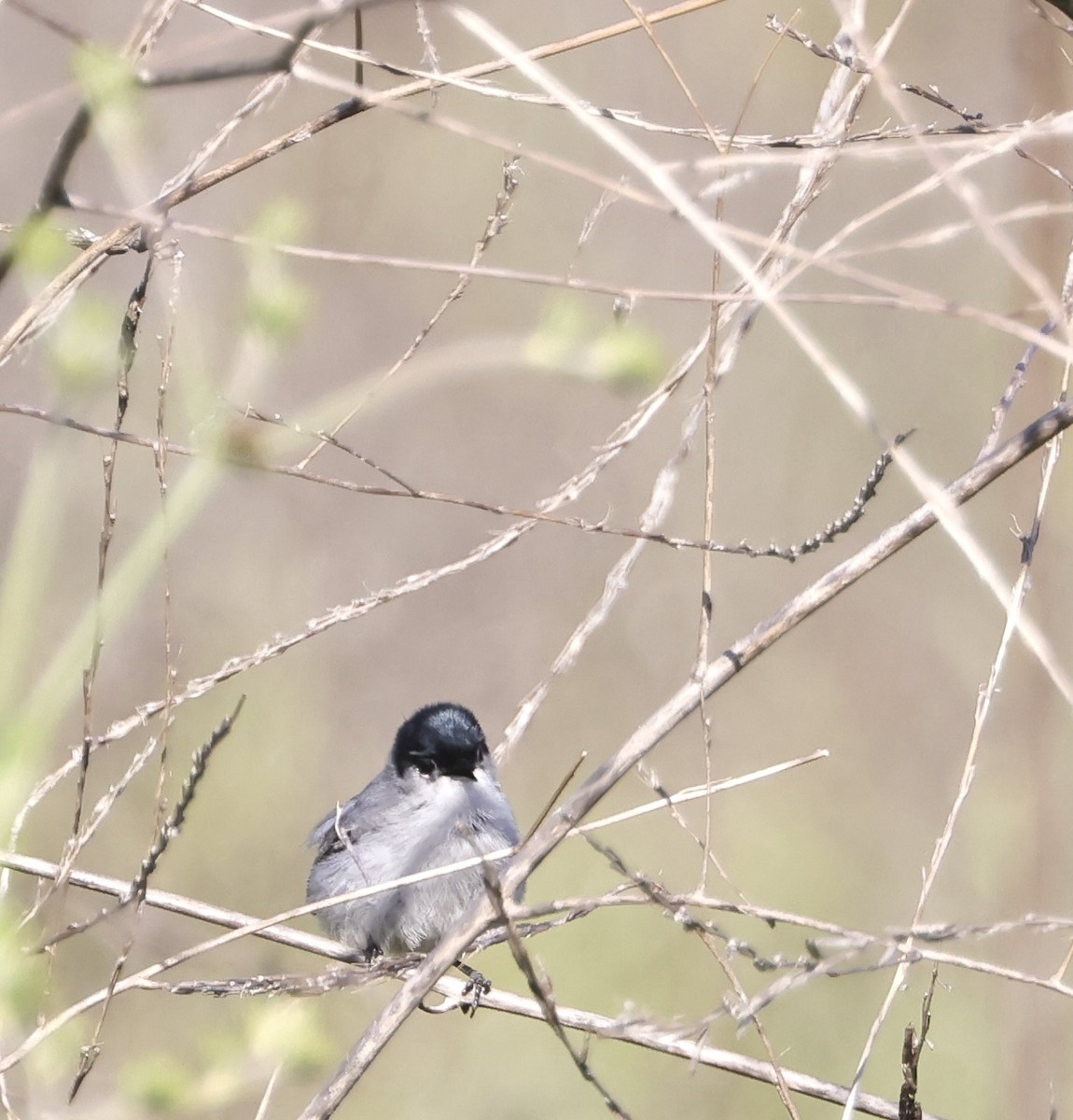 California Gnatcatcher - ML616904676