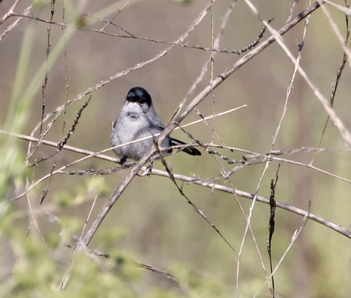 California Gnatcatcher - ML616904677