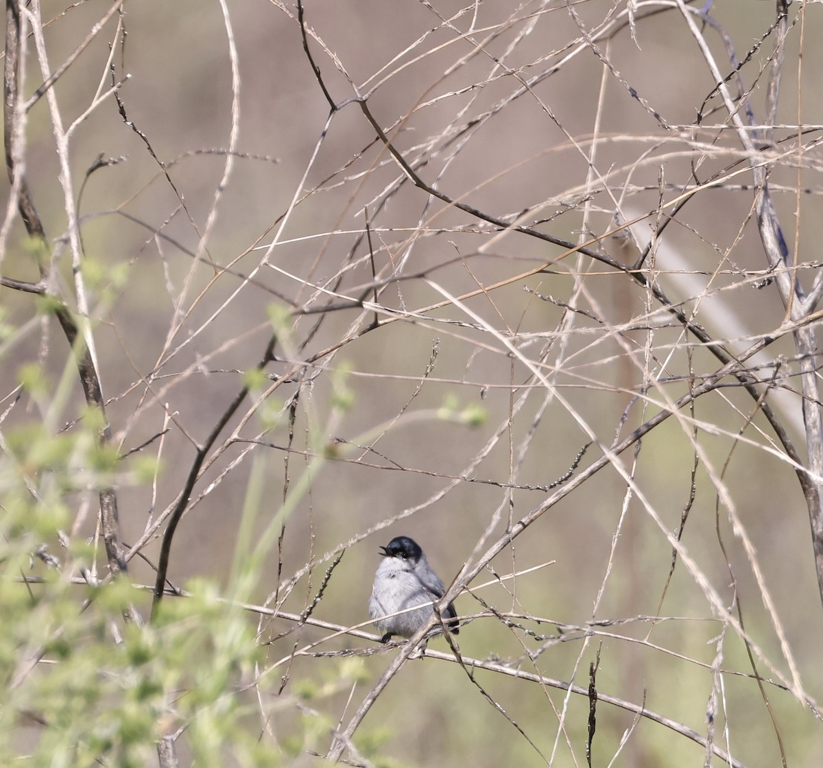 California Gnatcatcher - J. Breckenridge