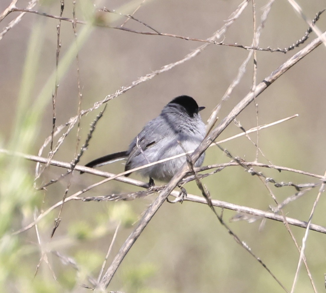 California Gnatcatcher - J. Breckenridge