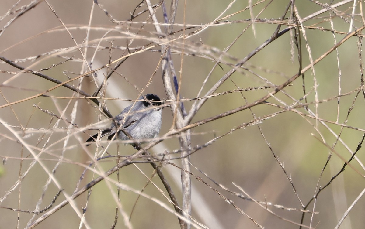 Perlita Californiana - ML616904681