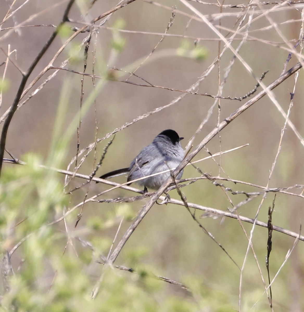 California Gnatcatcher - ML616904683