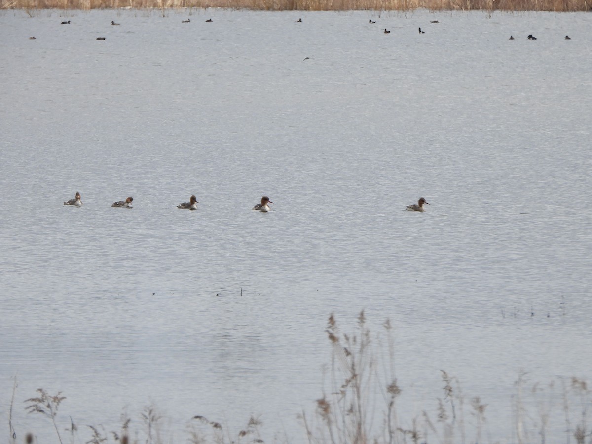 Red-breasted Merganser - ML616904859