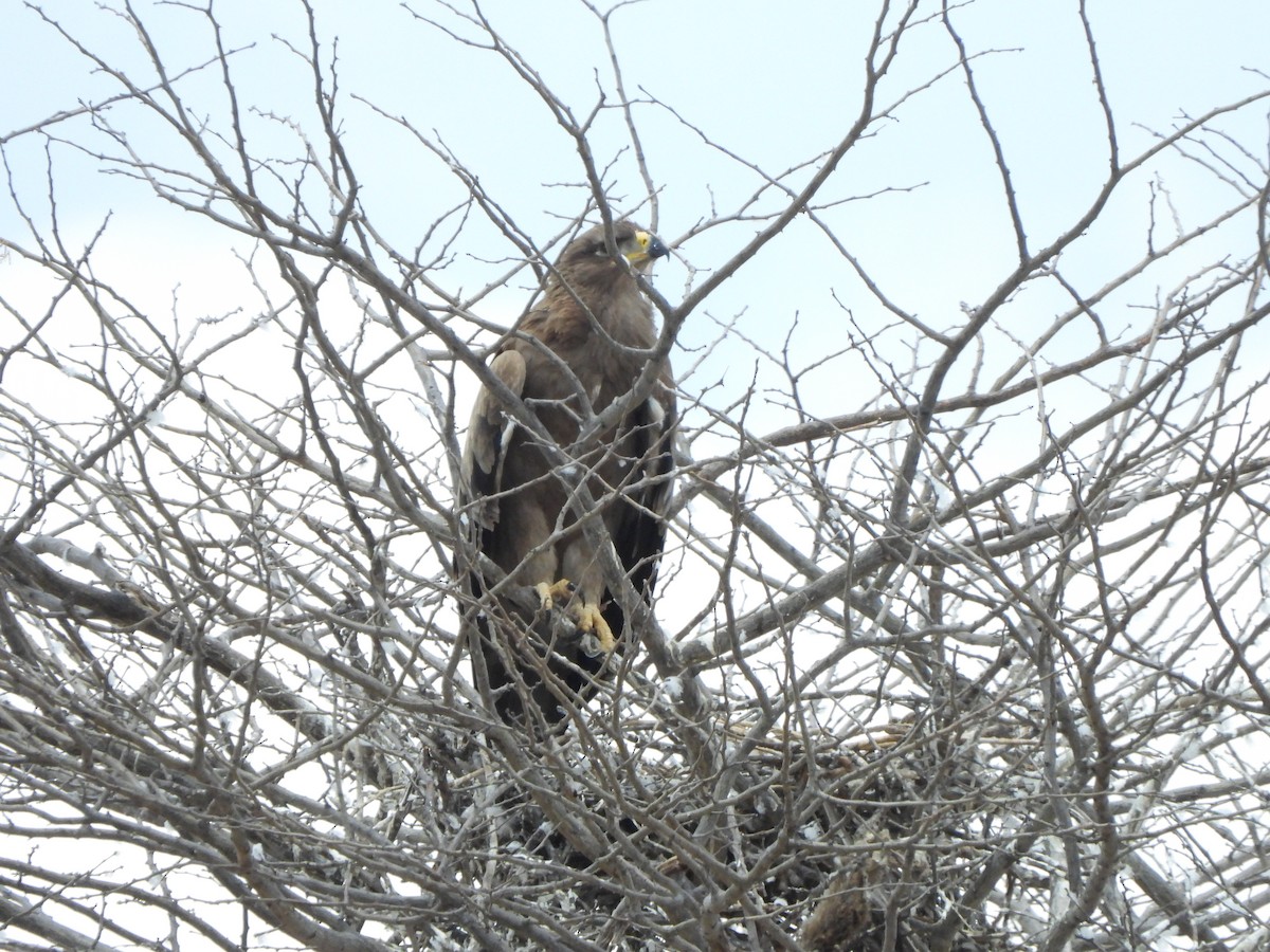 Tawny Eagle - ML616904899