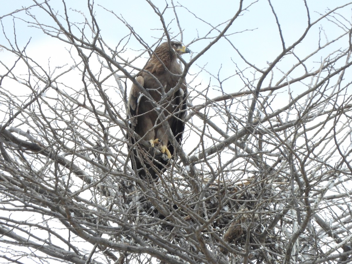 Tawny Eagle - ML616904902