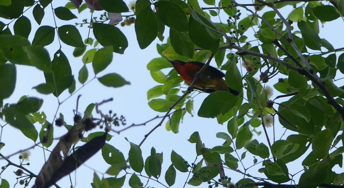 Crimson-breasted Finch - ML616904930