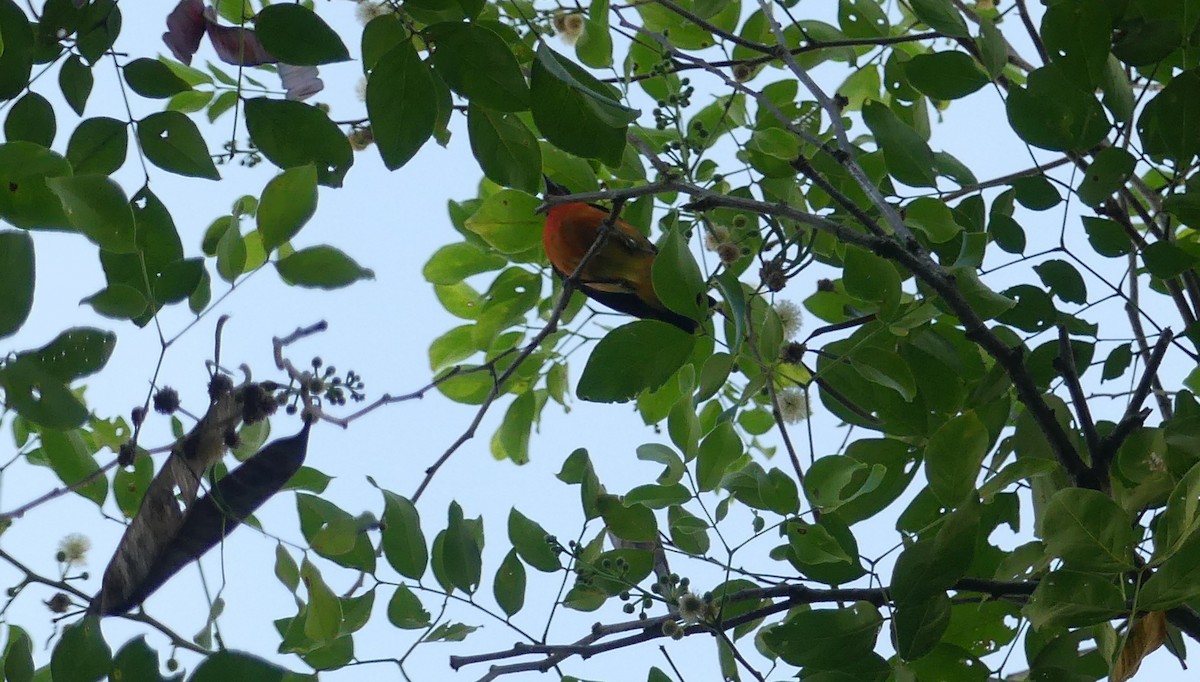 Crimson-breasted Finch - ML616904931