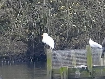 Western Cattle Egret - Gordon Newman