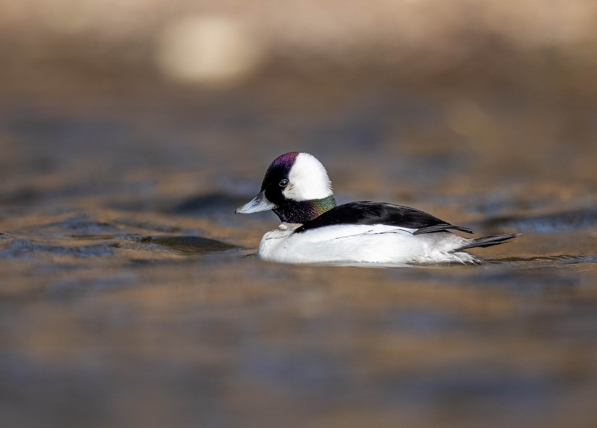 Bufflehead - ML616904976