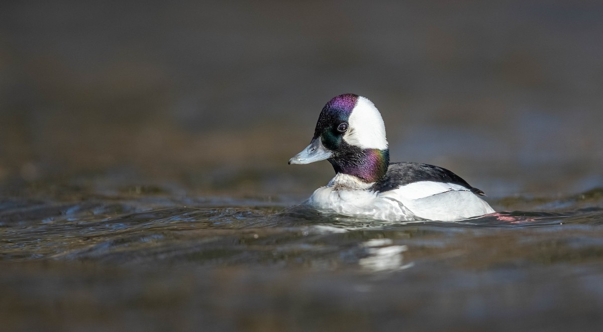 Bufflehead - ML616904977