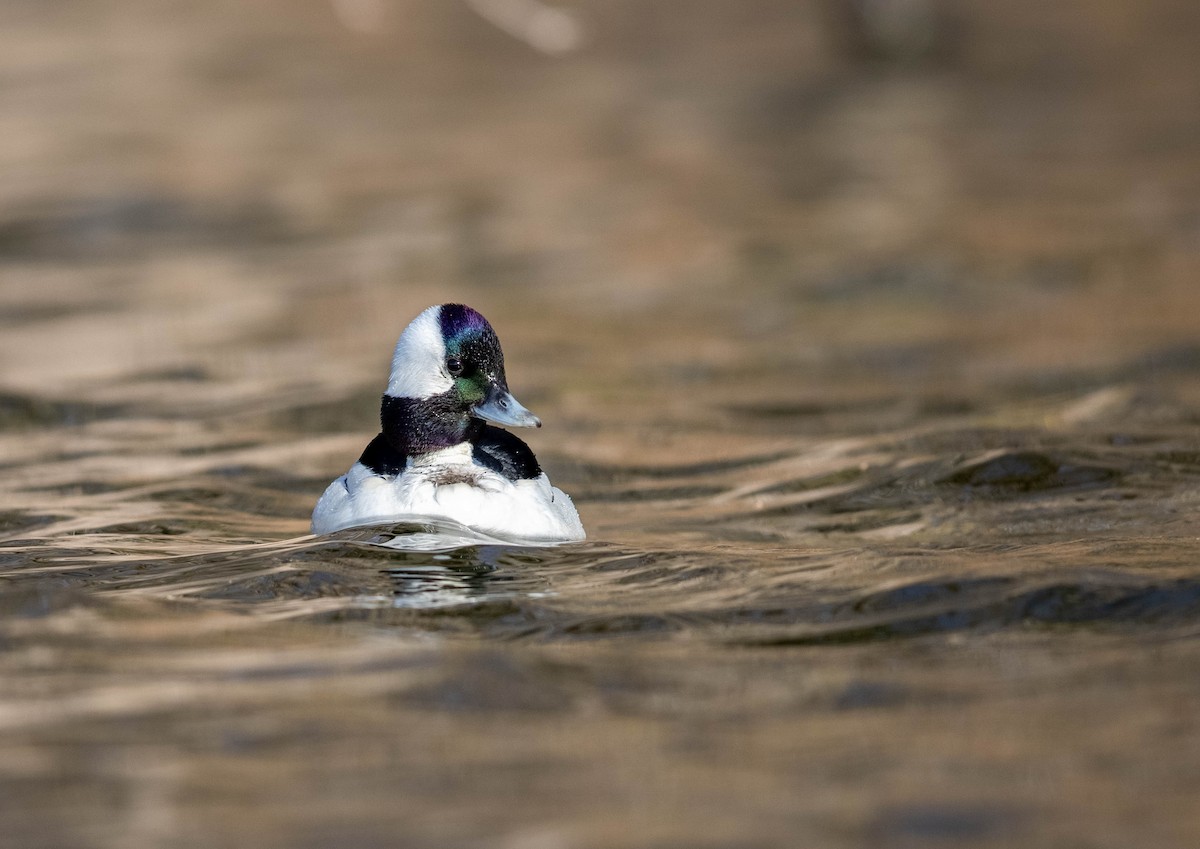 Bufflehead - ML616904978