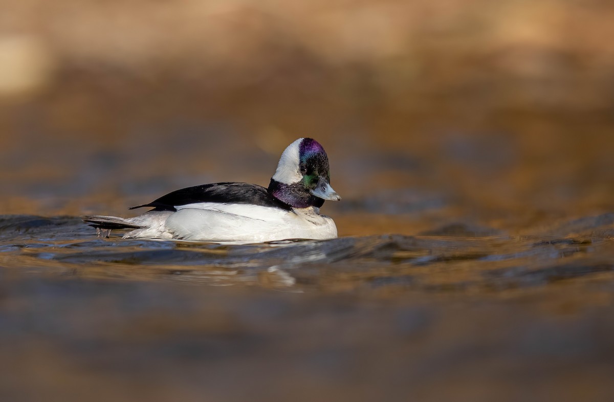 Bufflehead - ML616904979