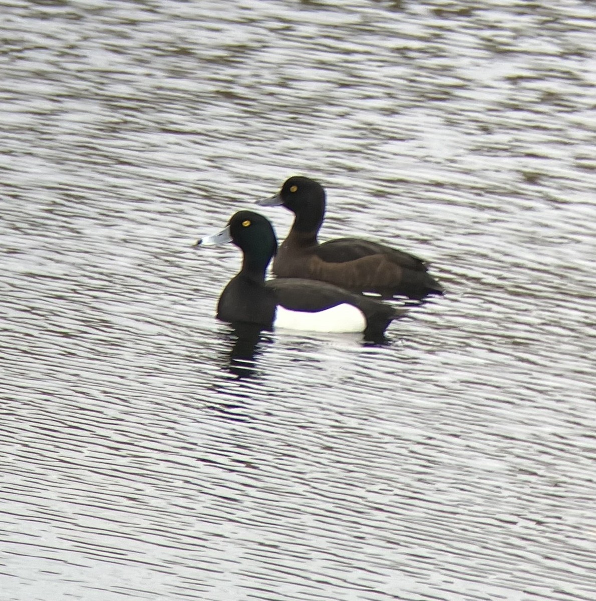 Tufted Duck - ML616905018