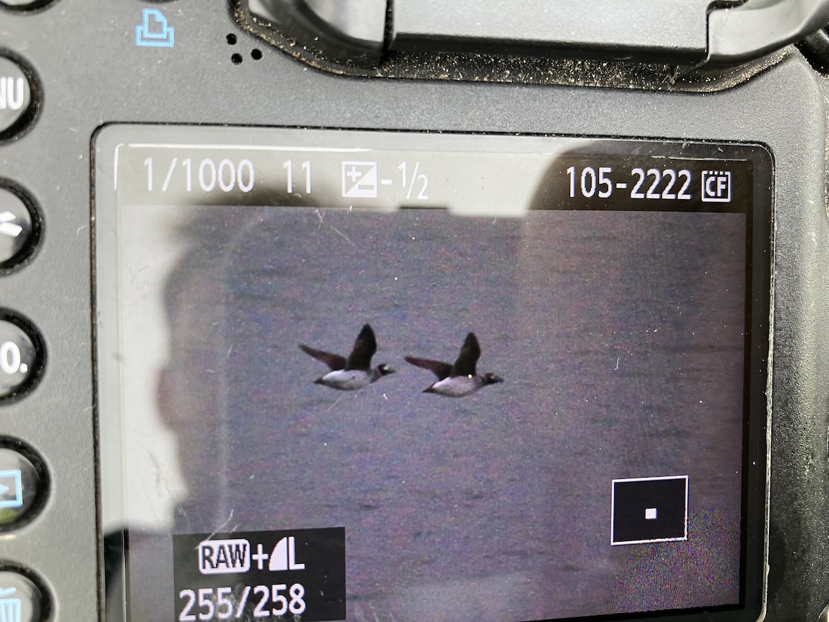 Long-tailed Duck - ML616905024