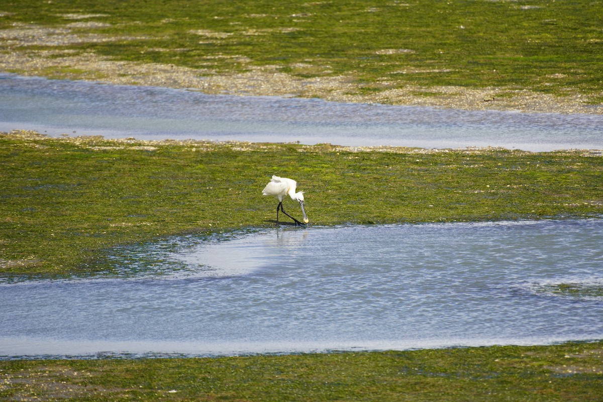 Eurasian Spoonbill - Nadège Langet