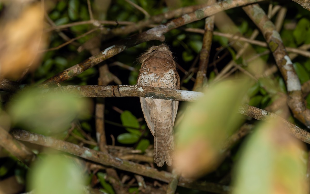 Blyth's Frogmouth - Peter Kennerley