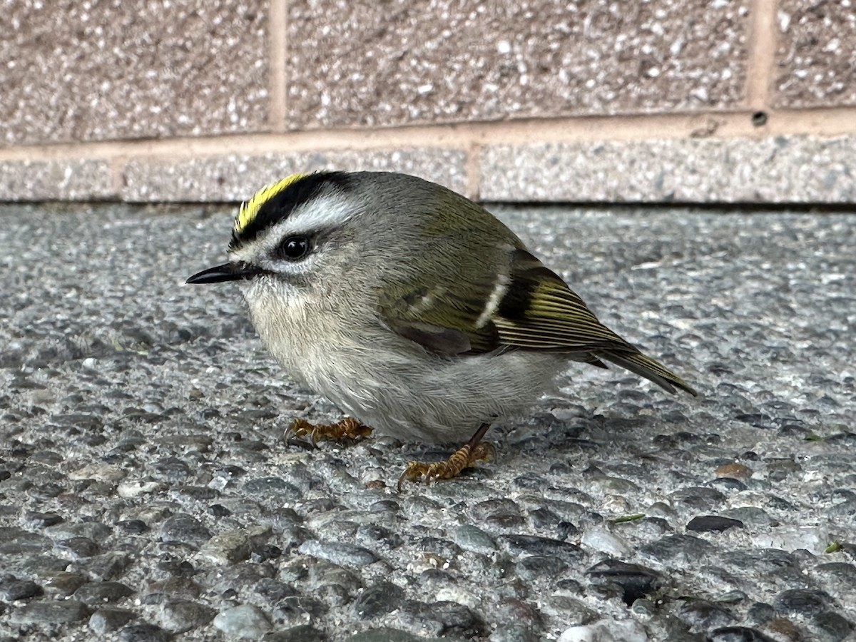 Roitelet à couronne dorée - ML616905187