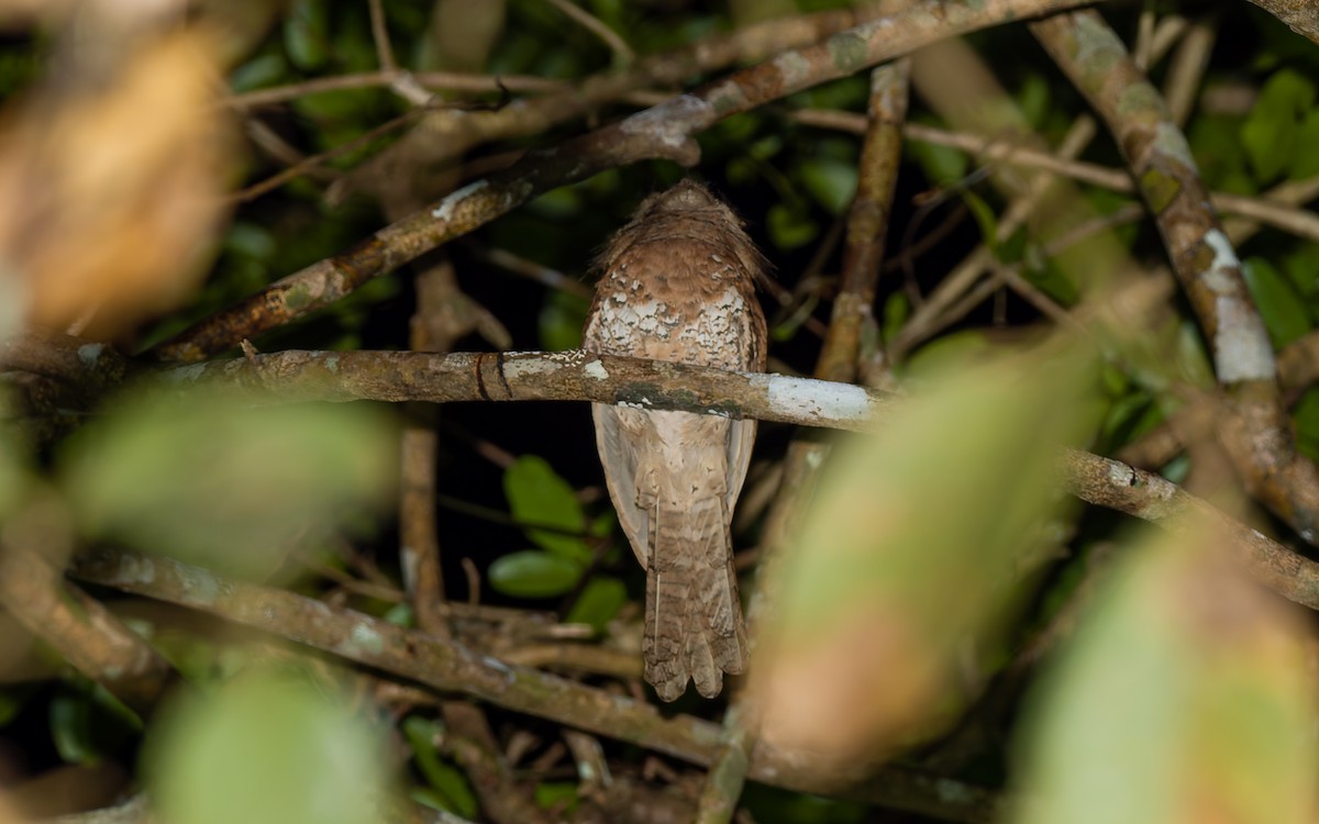 Blyth's Frogmouth - ML616905194