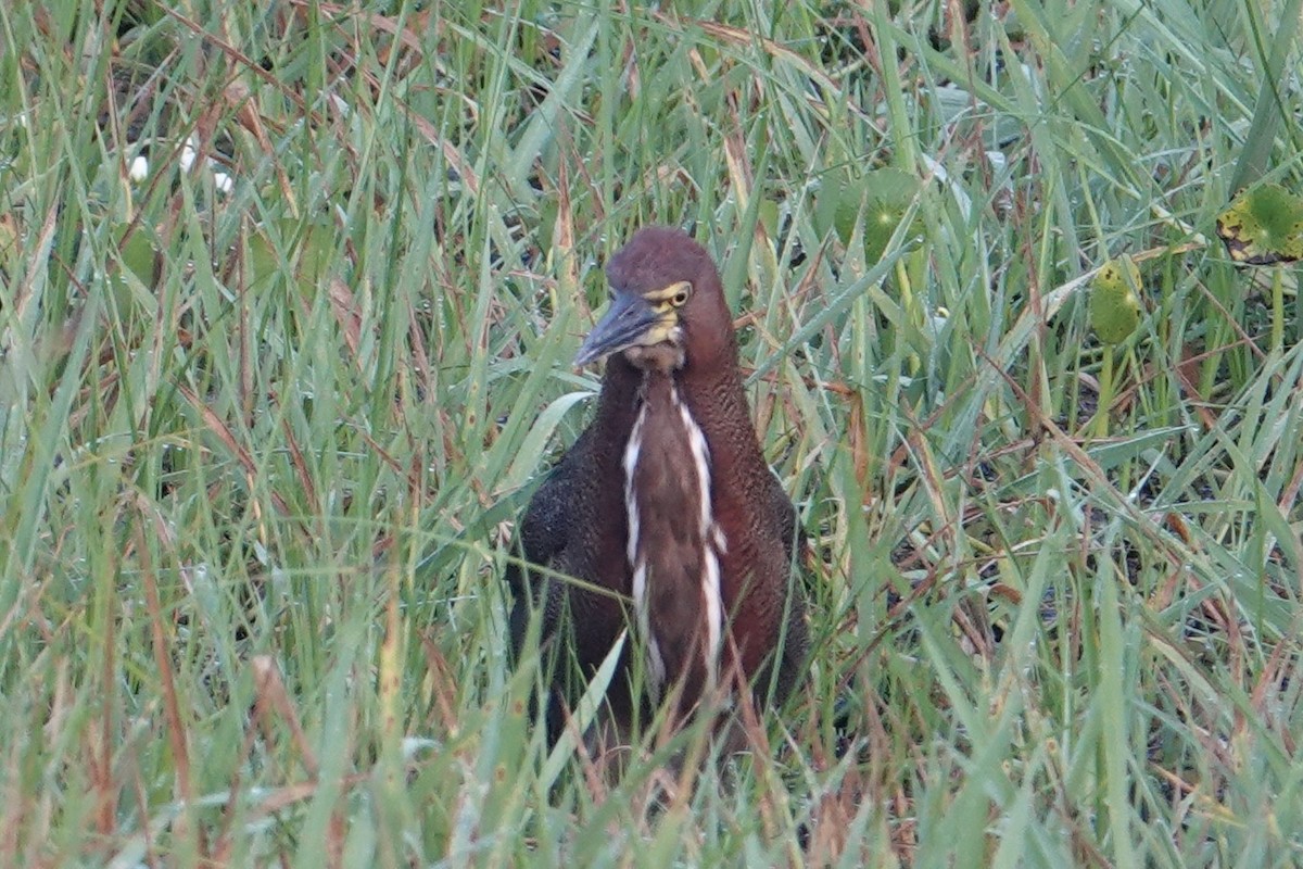 Rufescent Tiger-Heron - ML616905206