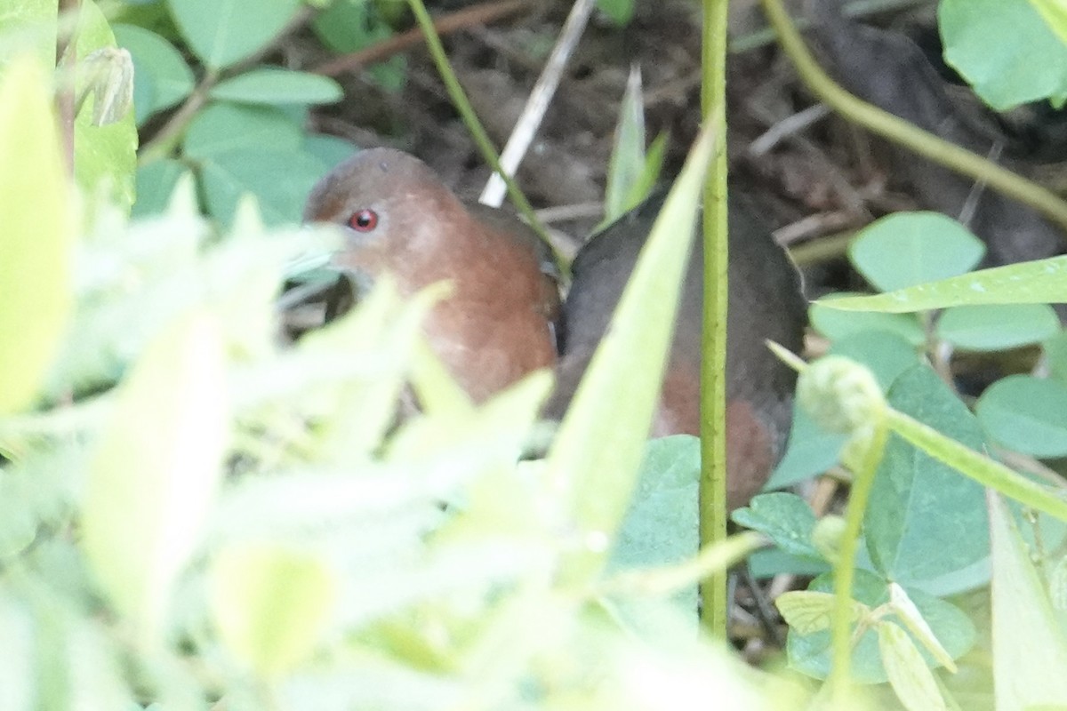 White-throated Crake - ML616905219