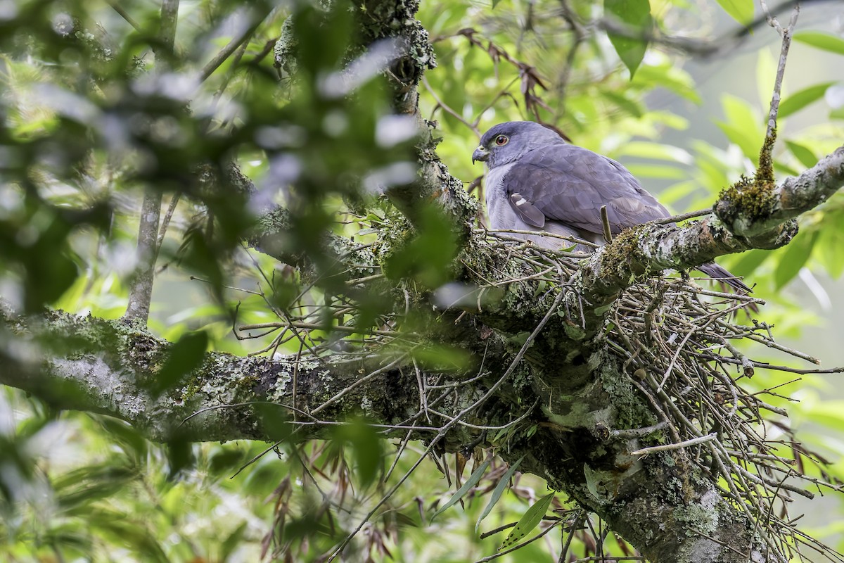 Rufous-thighed Kite - ML616905235